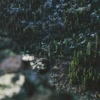 Managing ML Pipelines with Datamon