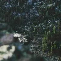 Managing ML Pipelines with Datamon