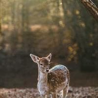 Managing ML Pipelines with Datamon